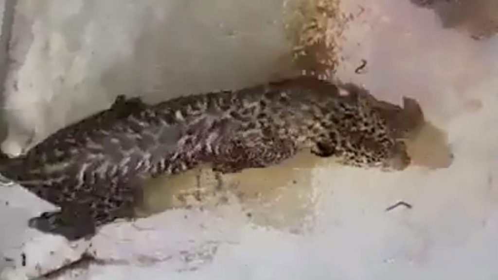 Leopard emerges in Itahari, terrorizing the public.